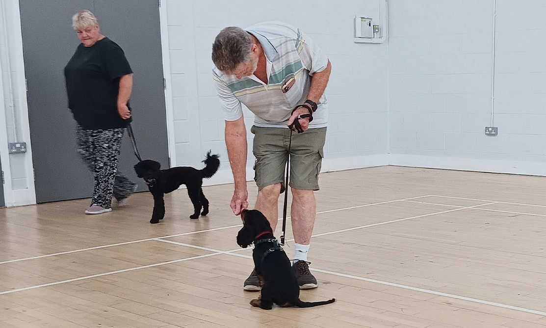Black spaniel practising a sit at puppy class