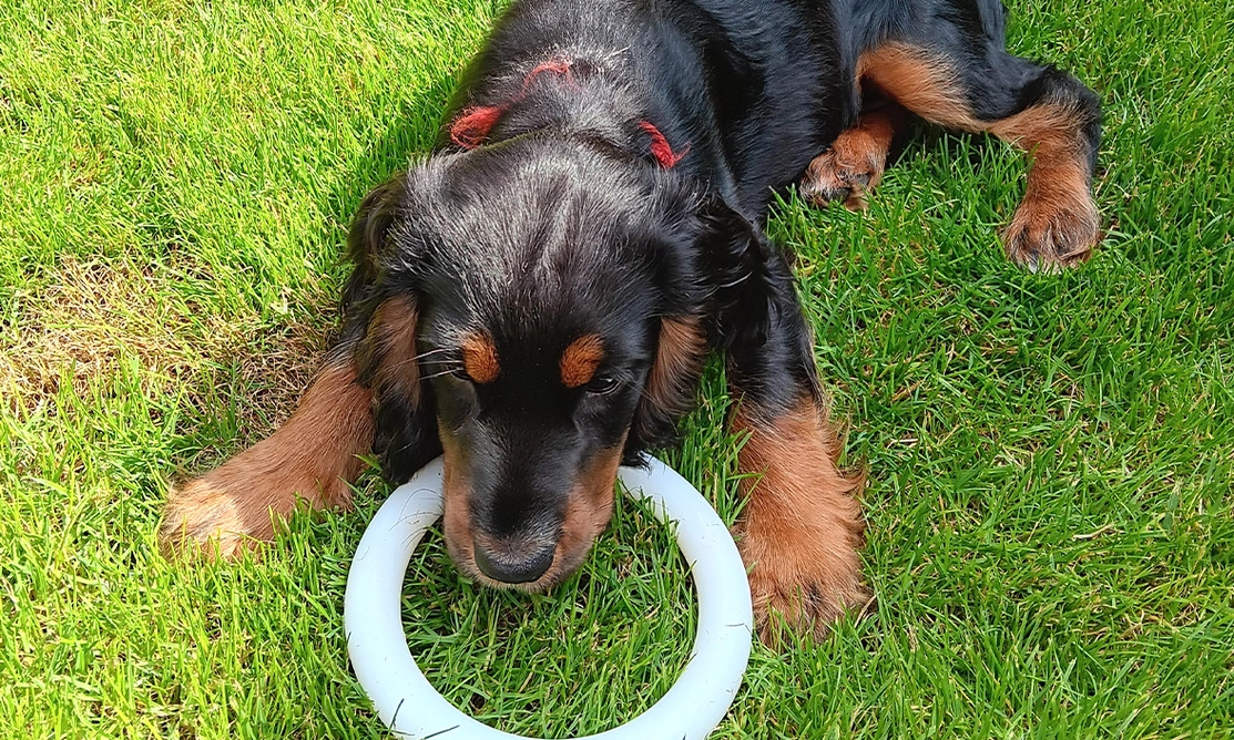 Black and tan spaniel laying on grass with teething toy in mouth