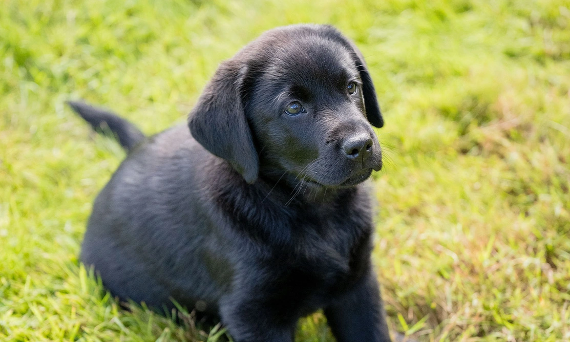 Black Labrador puppy sitting on grass