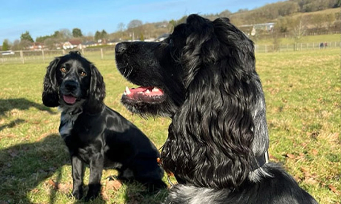 2 black spaniels sitting in a grassy field
