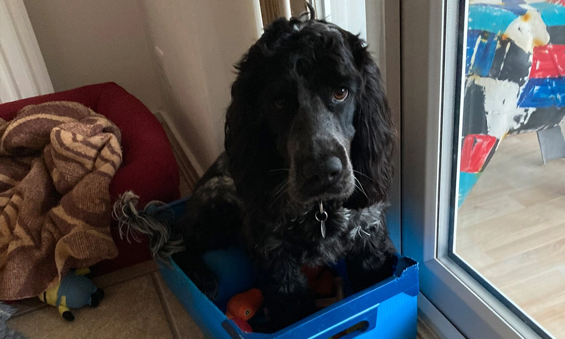 Blue roan spaniel sitting in blue toy box