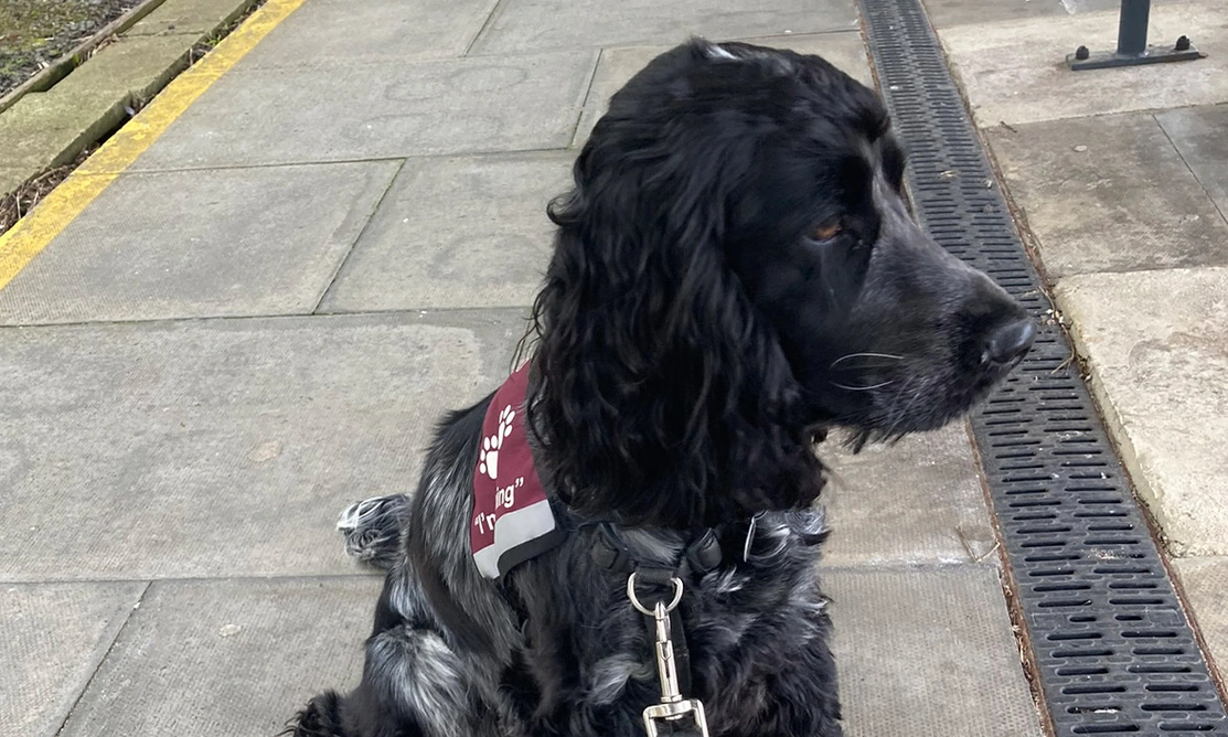 Blue roan spaniel sitting on train platform in burgundy training jacket
