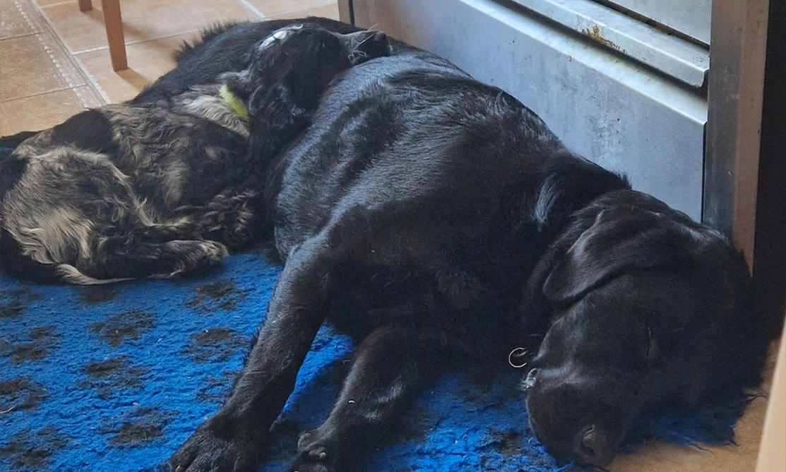 Blue roan spaniel puppy sleeping on black labrador
