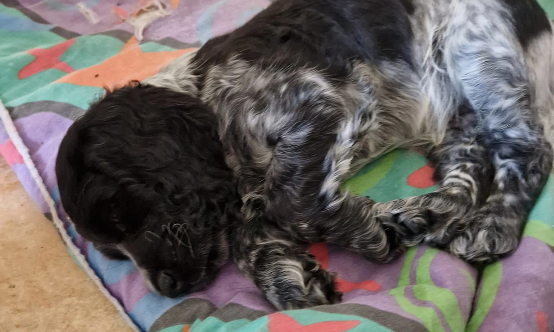 Bue roan spaniel sleeping on blanket