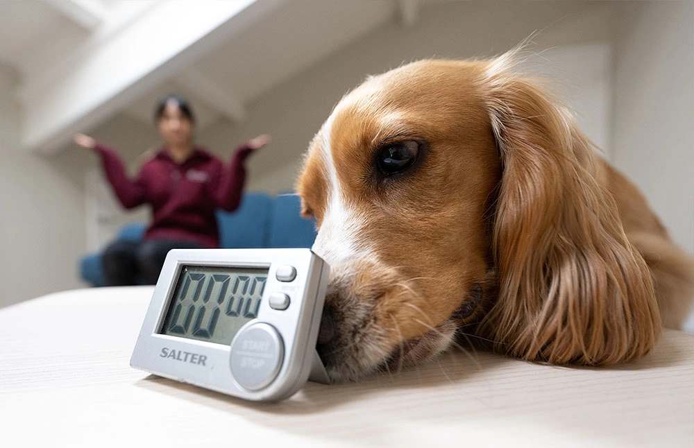 Close up of a spaniel pointing at a timer with its nose while a hearing dogs trainer holds their arms out in a ‘what is it?’ gesture in the background