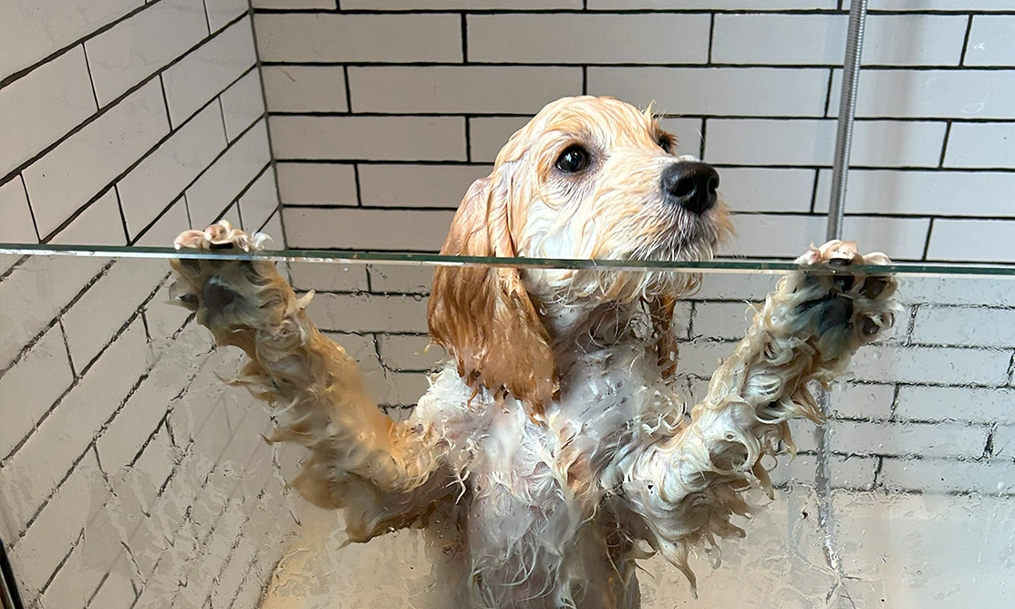 Golden Cockapoo soggy standing up in shower looking very soggy