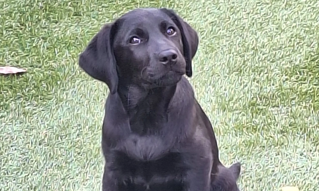 Black Labrador puppy sitting on grass