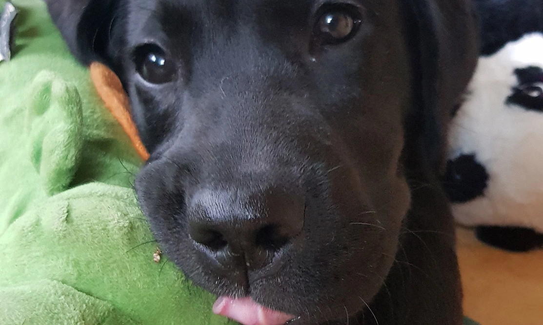 Black Labrador puppy sticking tongue out
