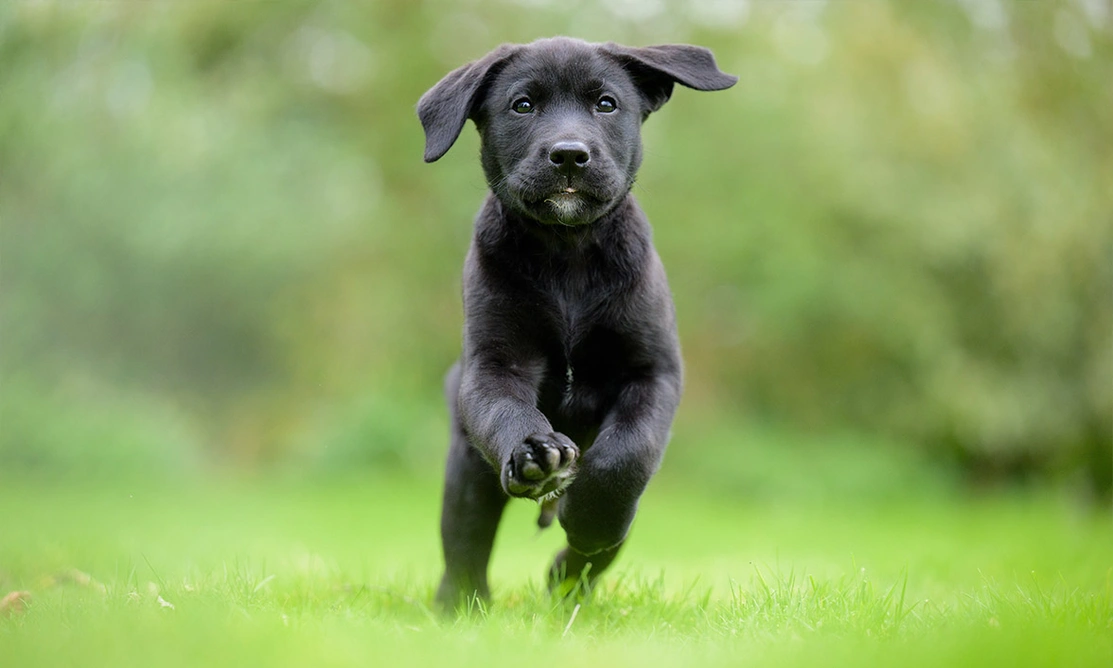 Black Labrador puppy running in grass