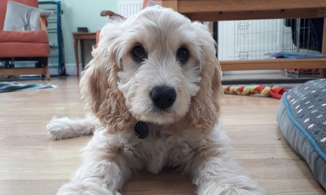 Golden Cockapoo puppy laying on wooden floor