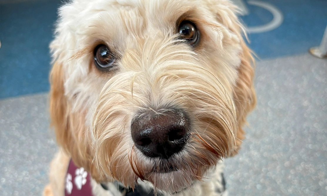 Close up of a golden Cockapoo sitting inside a bus