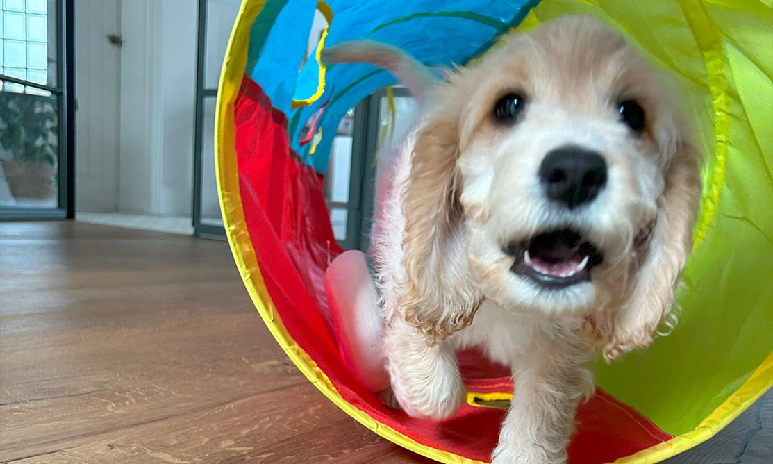 Golden Cockapoo puppy running through play tunnel