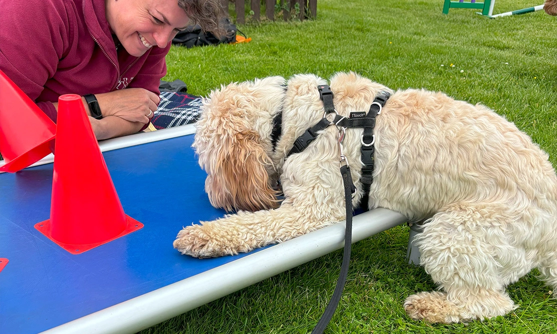 Golden Cockapoo with paws on a blue mat sniffing around some red cones