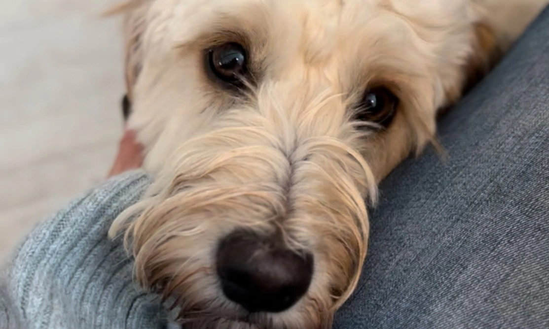 Golden Cockapoo resting chin on human lap