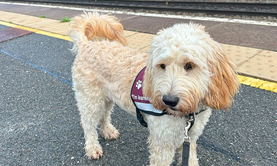 Golden Cockapoo standing on train station platform in burgundy Hearing Dogs training jacket