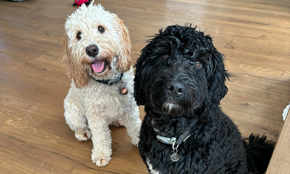 Golden Cockapoo with tongue out sat next to a black Cockapoo