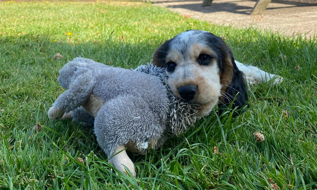 Spaniel puppy laying on grass with teddy