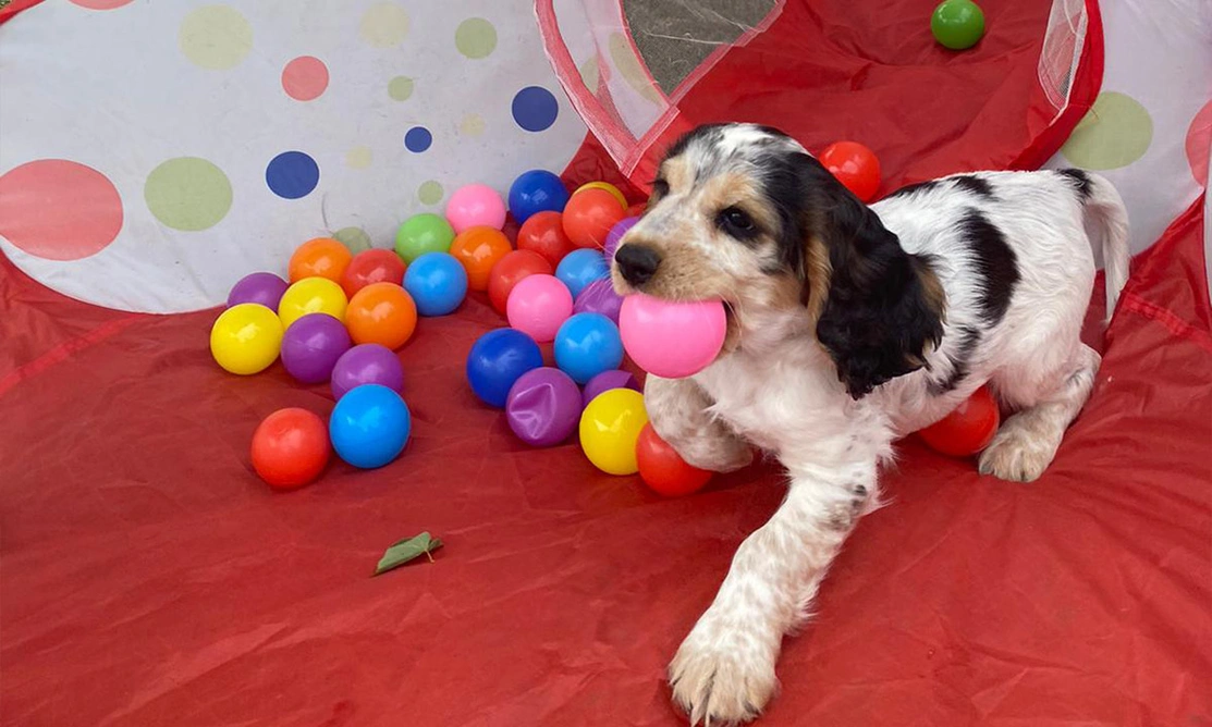Spaniel puppy playing with balls