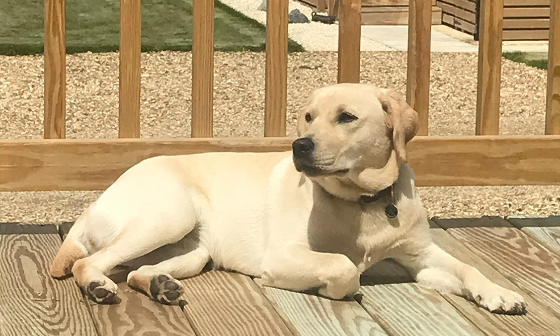 Yellow Labrador laying on deck