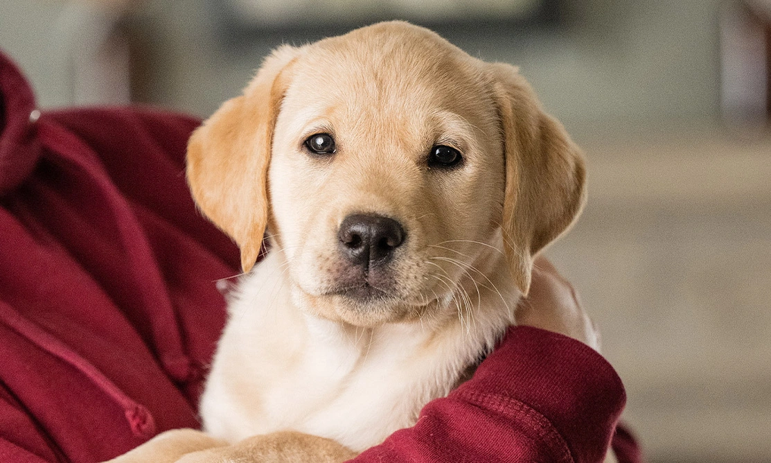 Yellow Labrador puppy being held by person wearing burgundy hoodie