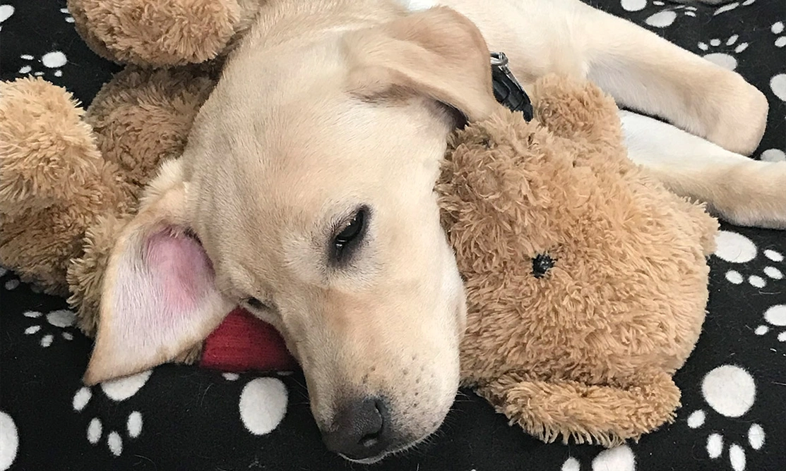 Yellow Labrador resting their head on a cuddly toy