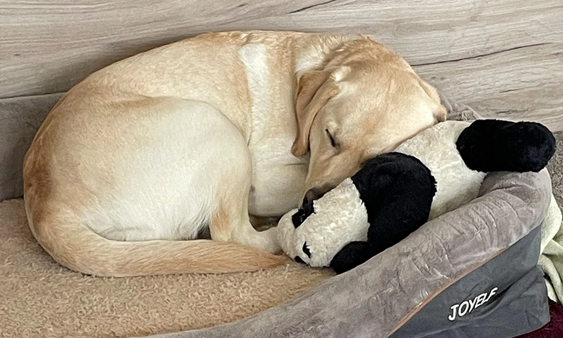 Yellow Labrador cuddling panda toy