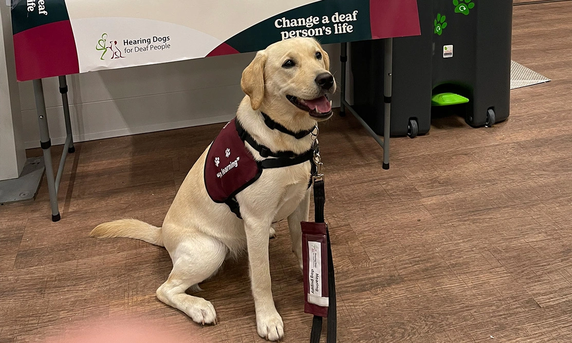 Yellow Labrador in burgundy training jacket in front of Hearing Dogs fundraising stall