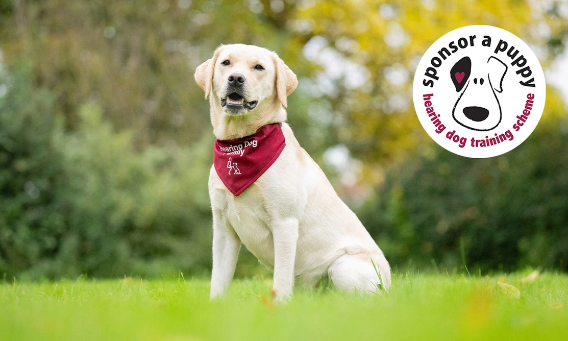 Yellow Labrador sitting on grass wearing red bandana