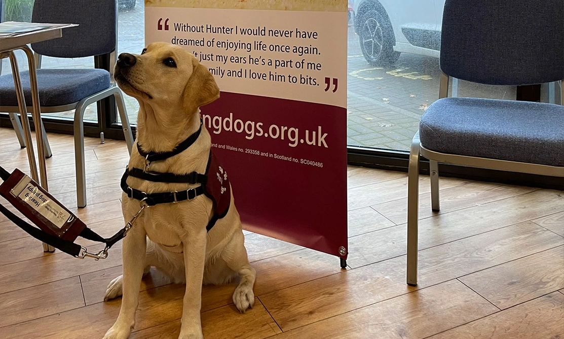 Yellow Labrador sitting in front of Hearing Dogs pull up fundraising banner
