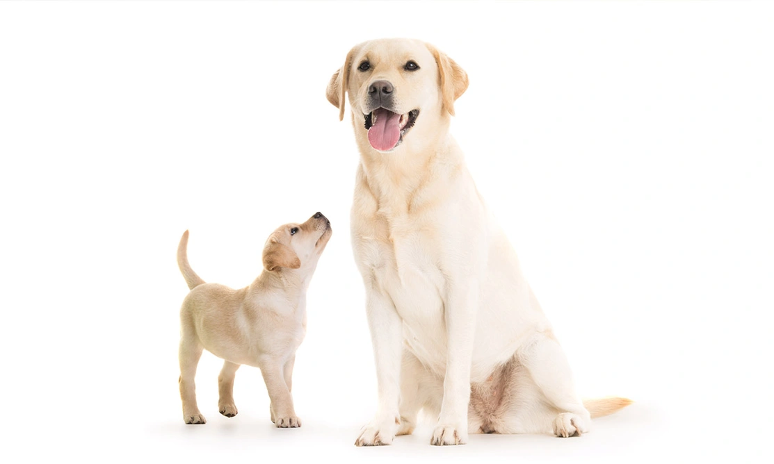 Yellow Labrador puppy standing looking up at adult yellow Labrador sitting next to them