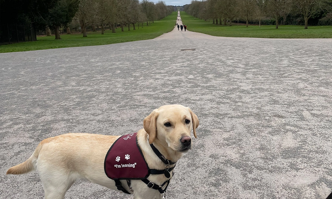 Yellow Labrador wearing Hearing Dogs training jacket on the Long Walk at Windsor