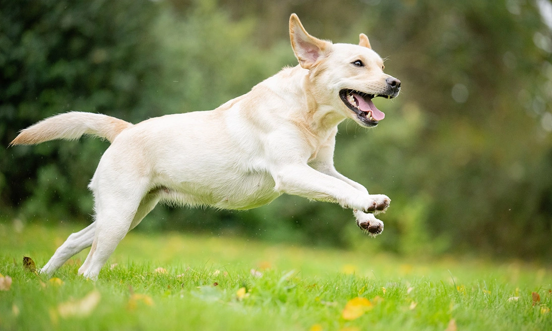 Yellow Labrador running in grass