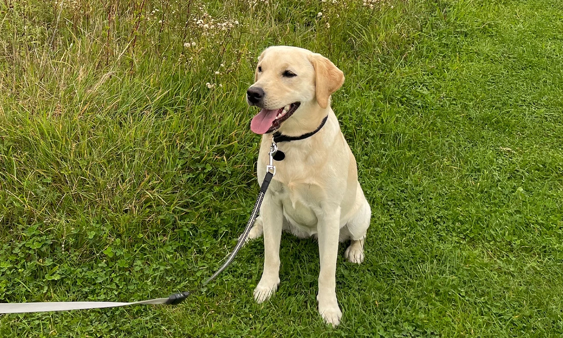 Yellow Labrador sitting on grass