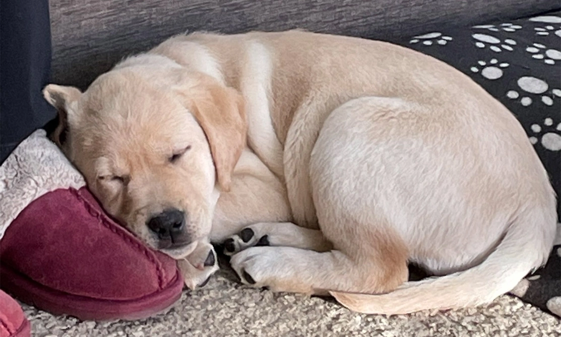 Yellow Labrador puppy sleeping with its head resting on a slipper