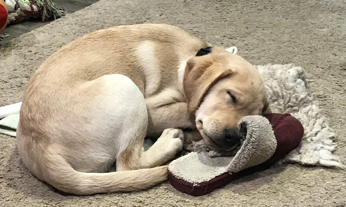 Yellow Labrador puppy sleeping on slipper