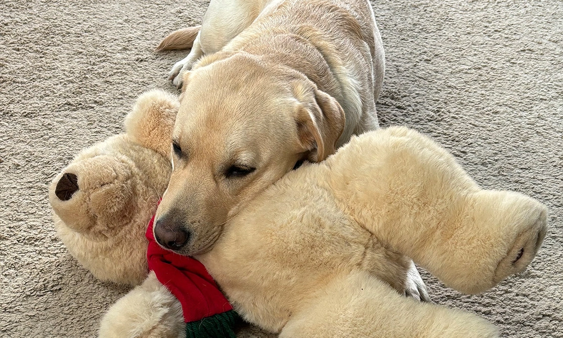 Yellow Labrador resting head on teddy bear