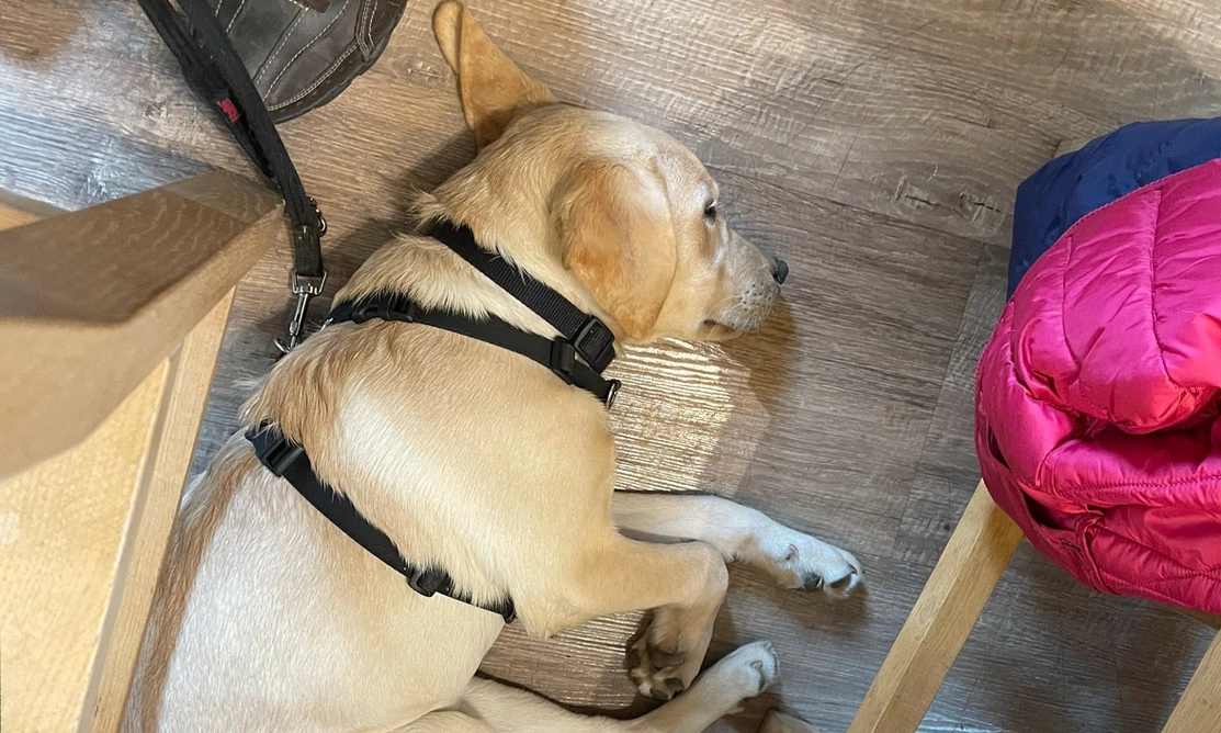 Yellow Labrador sleeping on floor