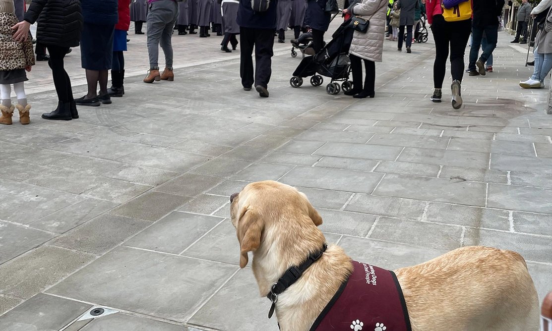 Yellow Labrador with crowds on busy high street