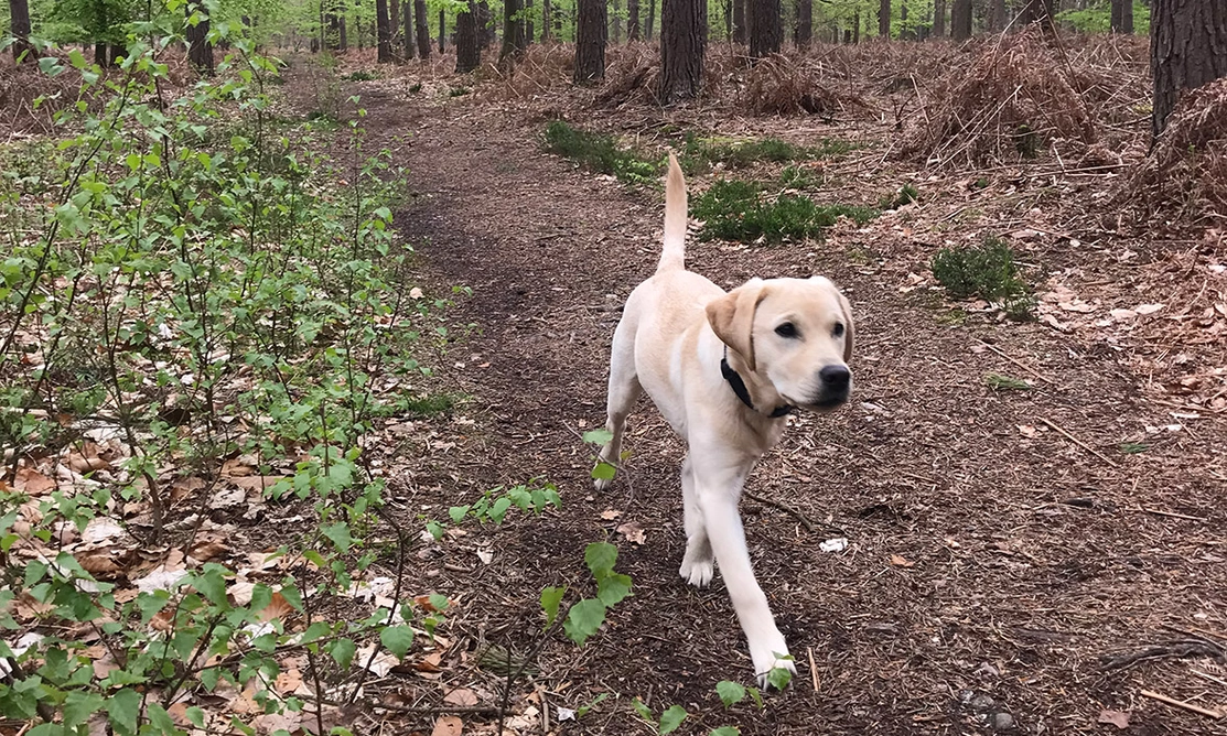 Yellow Labrador walking in the woods