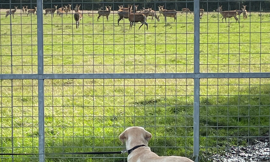 Yellow Labrador watching deer through a gate