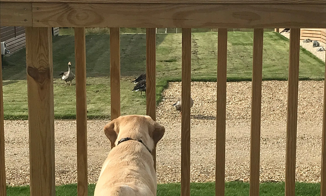 Yellow Labrador watching canada geese