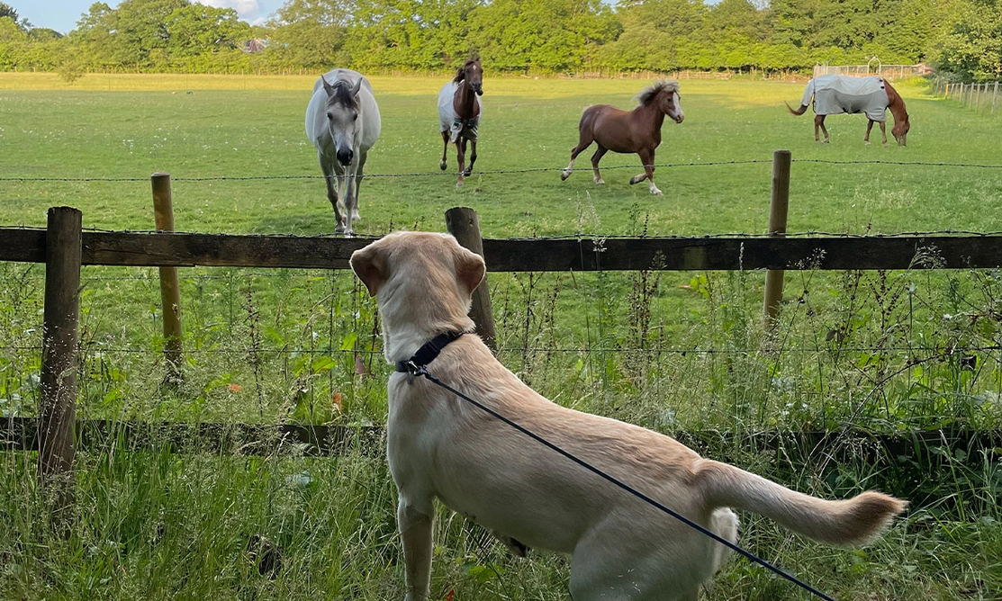 Yellow Labrador watching horses in field