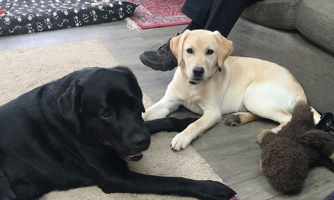 Adult black Labrador laying next to yellow Labrador puppy