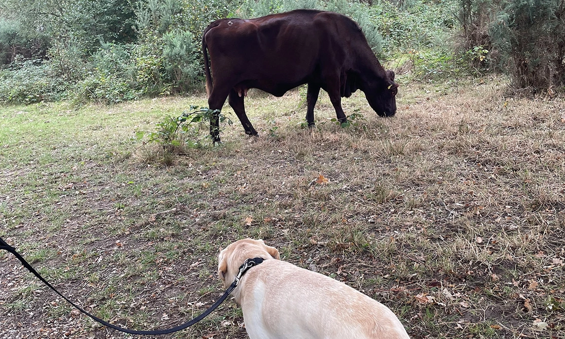 Yellow Labrador watching cow