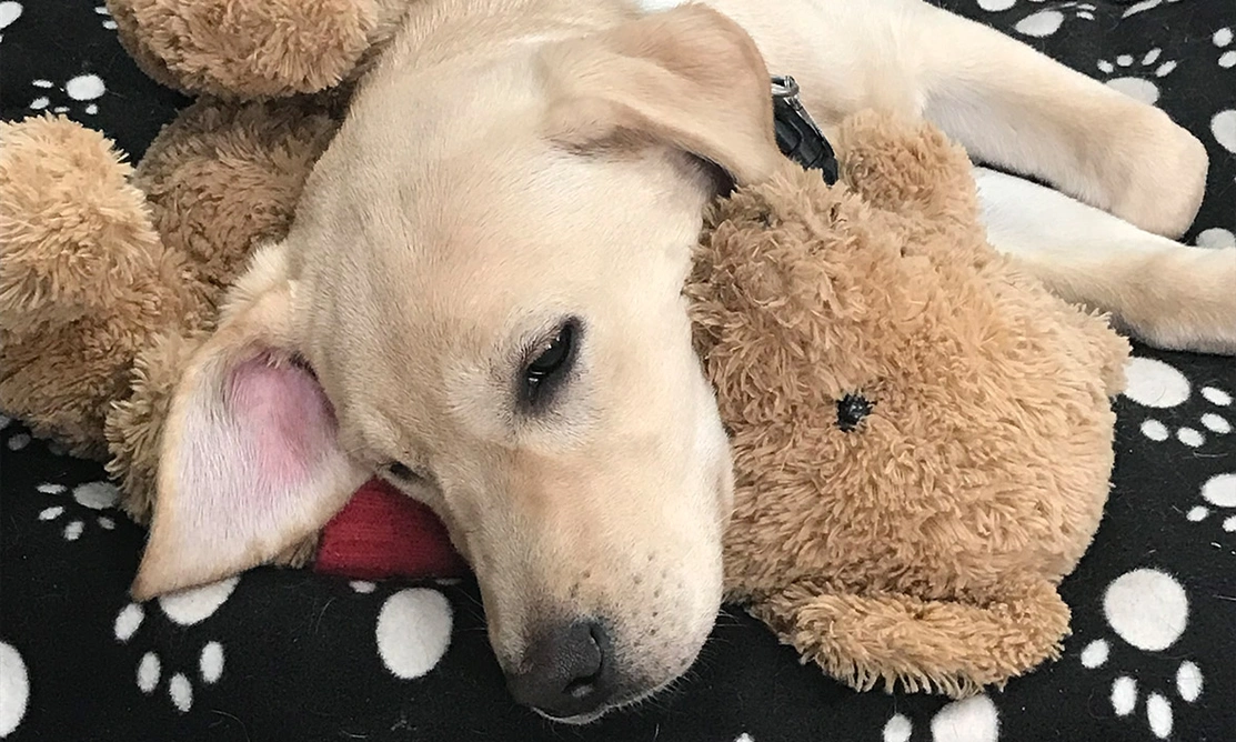 Yellow Labrador sleeping with teddy