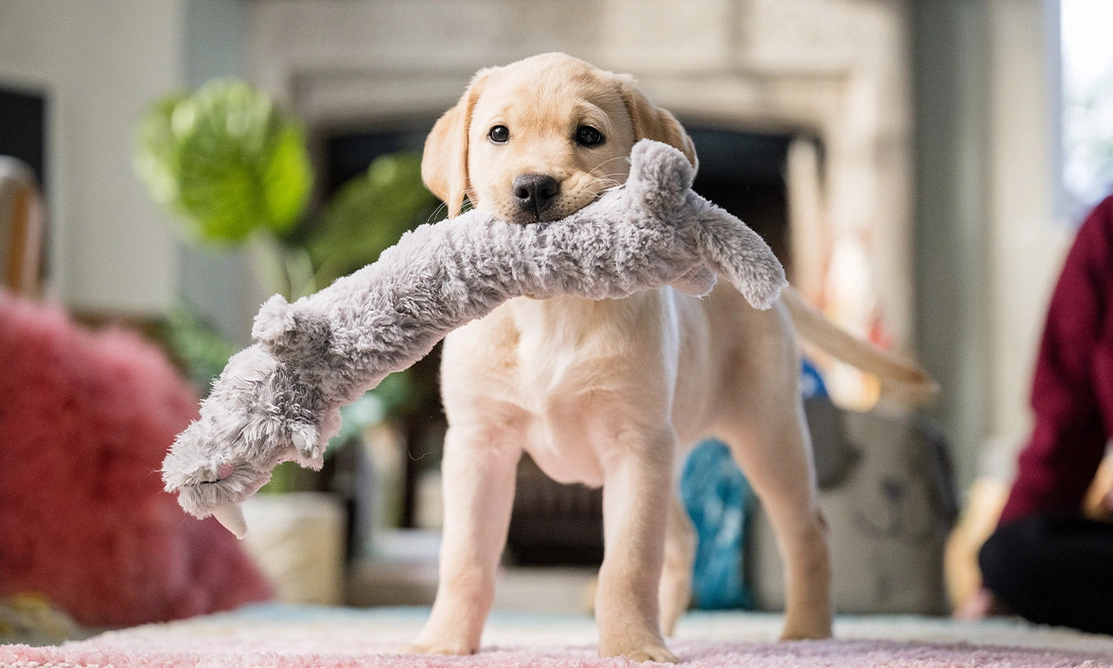 Yellow Labrador puppy holding toy in mouth