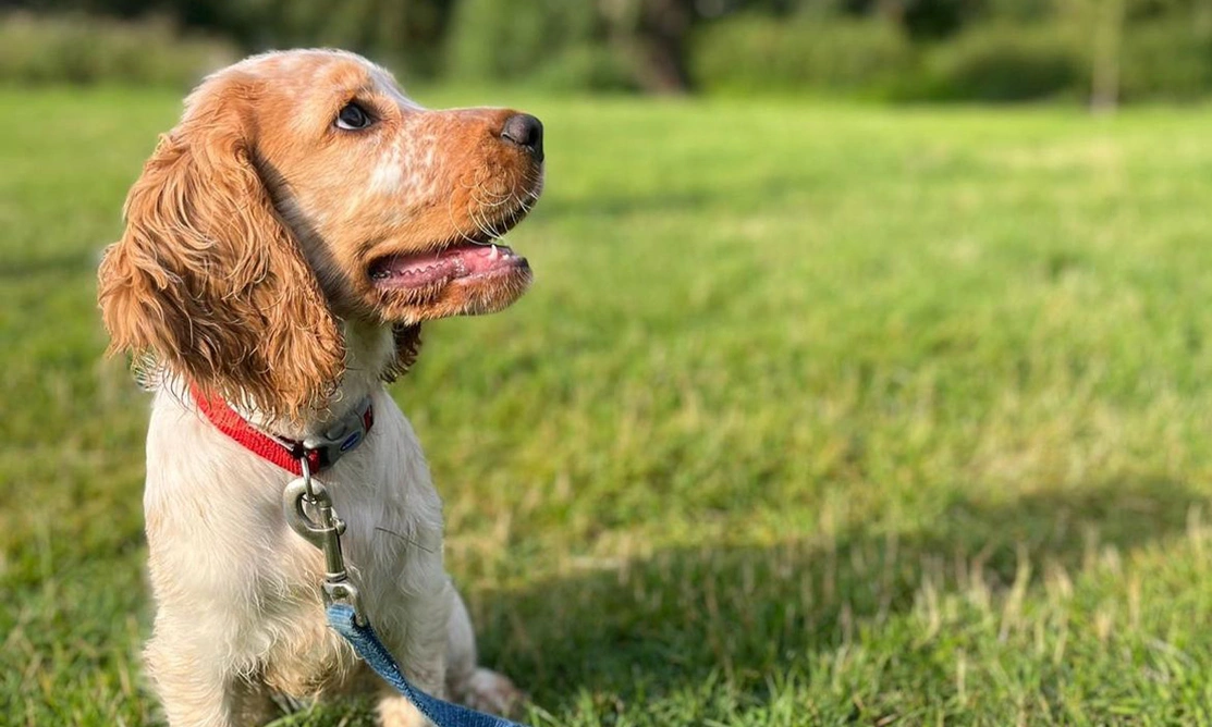 Orange roan spaniel sitting on grass in the park on her lead, she is looking to the right