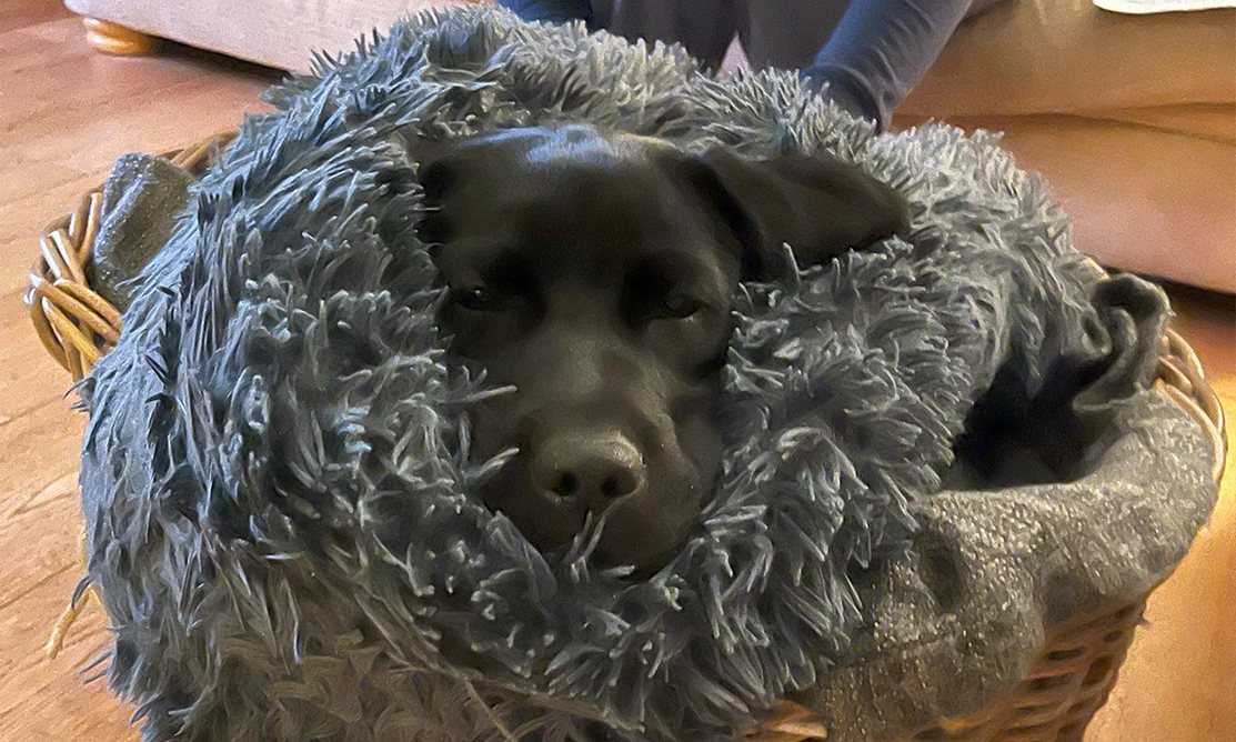 Black Labrador wrapped in blanket in basket
