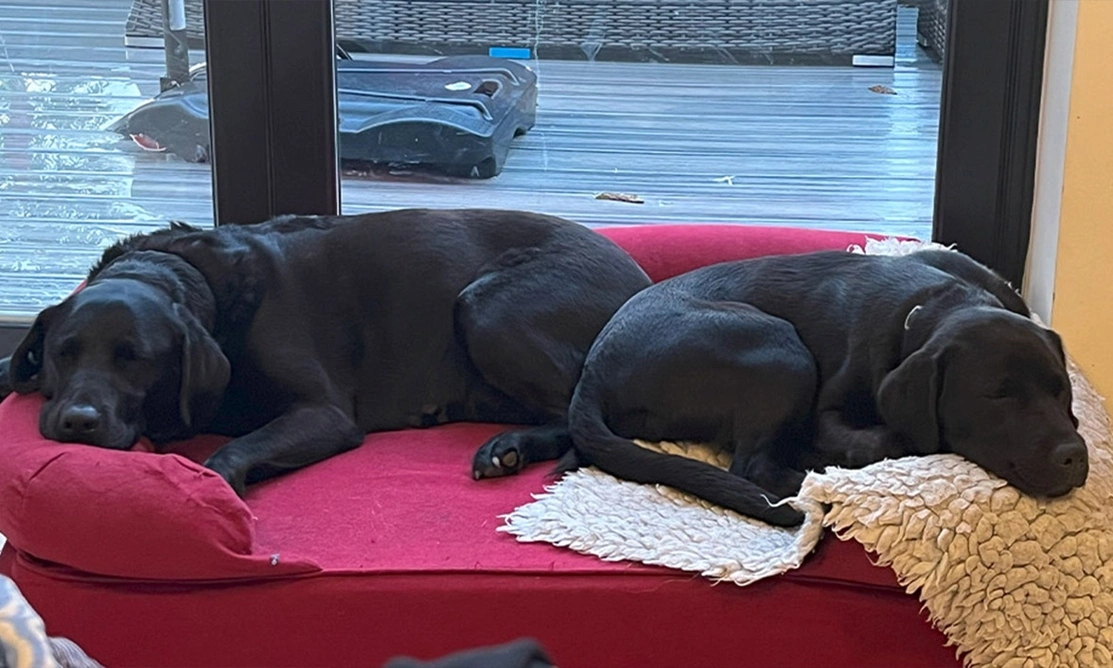 2 black Labradors sleeping on red bed