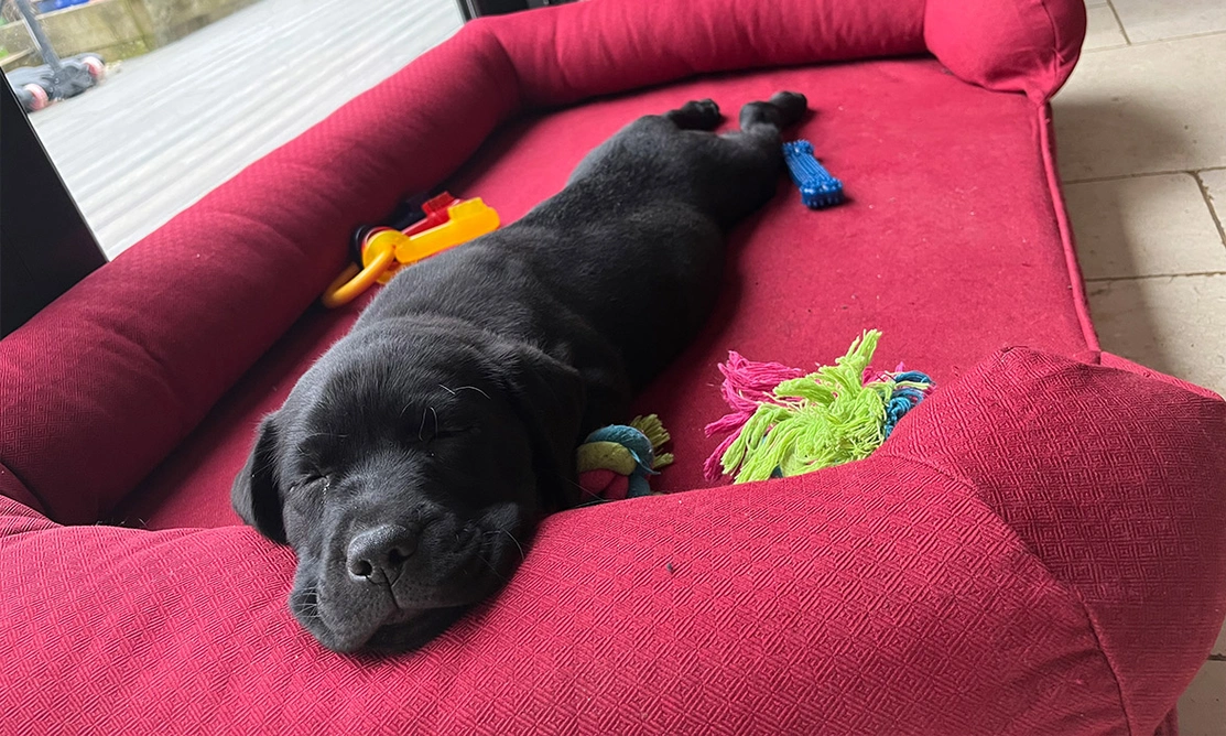 Black Labrador puppy fast asleep and stretched out on red dog bed